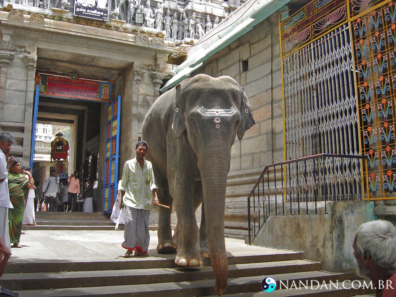 Elefante no Templo de Arunachala